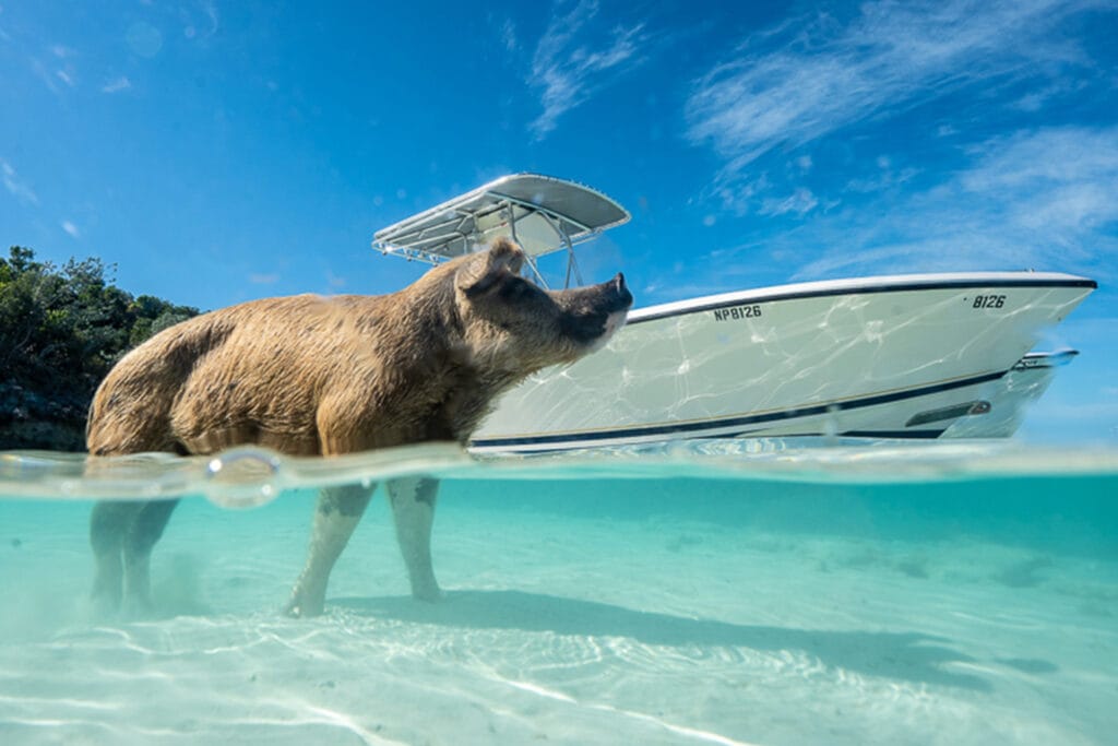 swimming-pigs-exumas-bahamas-5